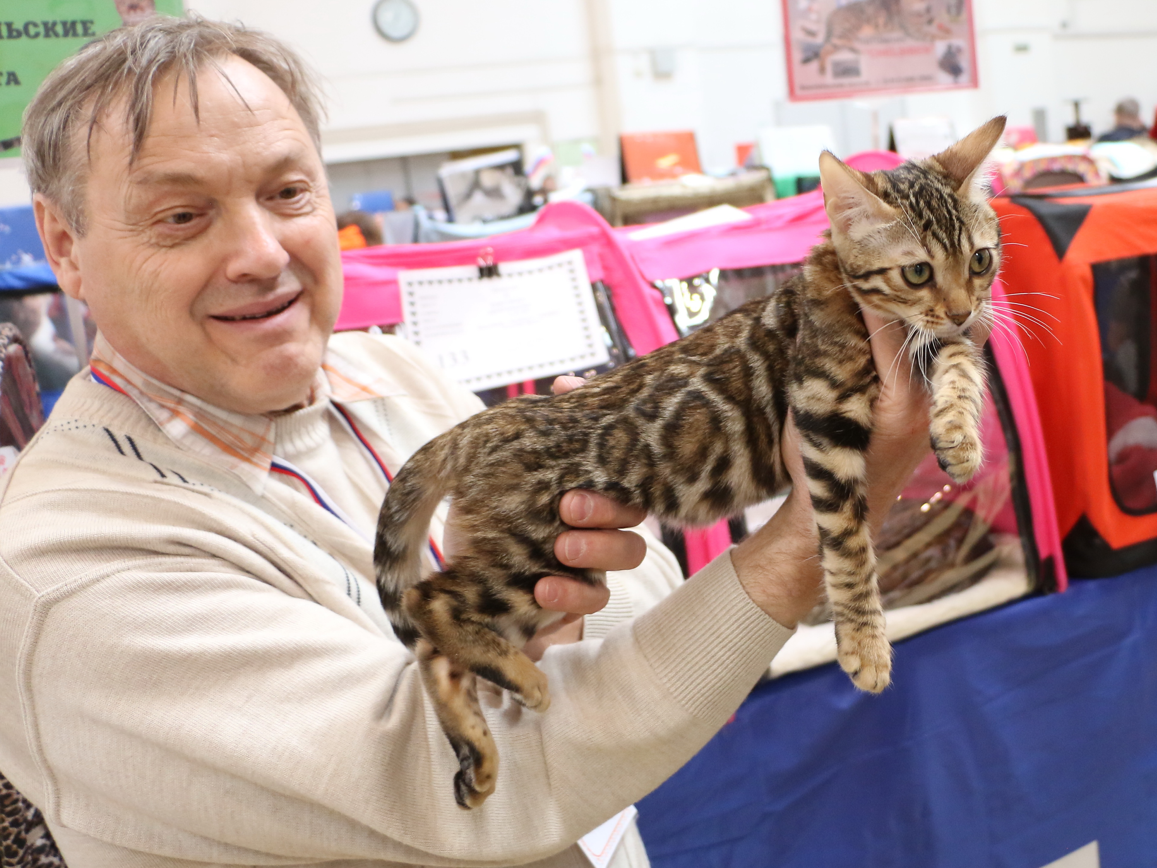 Выставка породистых. Выставка кошек. Выставка породистых кошек. Породистые котята за 1000 рублей. Кошка за миллион порода.