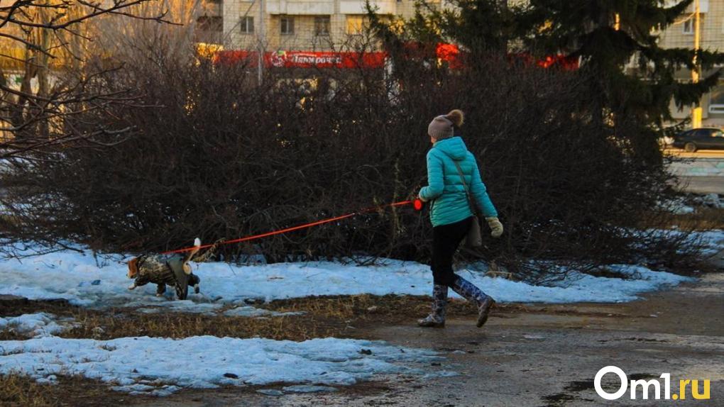 В новогоднюю ночь в Омске потерялась собака