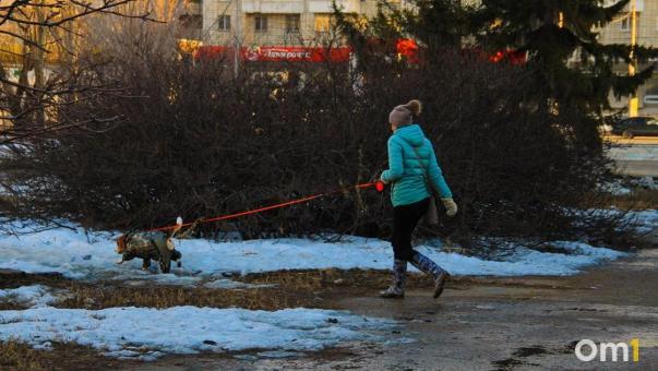 В новогоднюю ночь в Омске потерялась собака