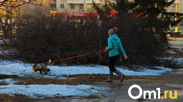 В новогоднюю ночь в Омске потерялась собака