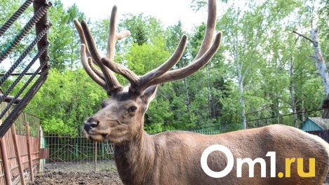 Ожесточенные бои самцов косули в Омской области попали в кадр квадракоптера