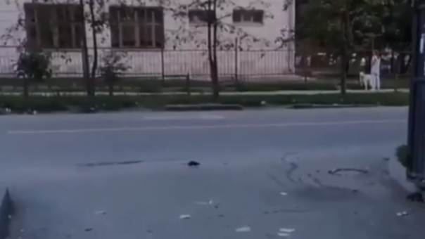 В центре Новосибирска завелись полчища крыс. ВИДЕО