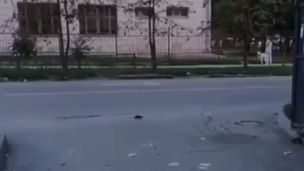 В центре Новосибирска завелись полчища крыс. ВИДЕО
