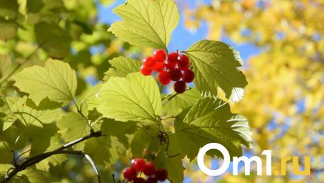 Осень близко: омичей ждёт похолодание до +10