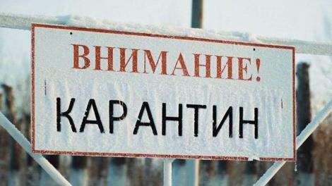 Ещё в двух районах Новосибирской области ввели карантин из-за бешенства