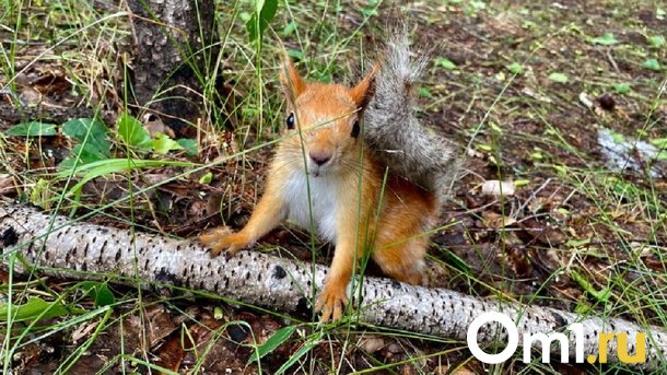 Шелест рассказал о благоустройстве сквера в Октябрьском округе