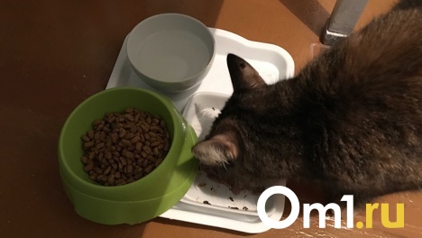 Корма для кошек и собак подорожали в Новосибирске из-за санкций