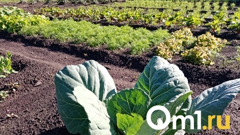 В Омской области пенсионерку и члена участковой избирательной комиссии осудили за выращивание мака