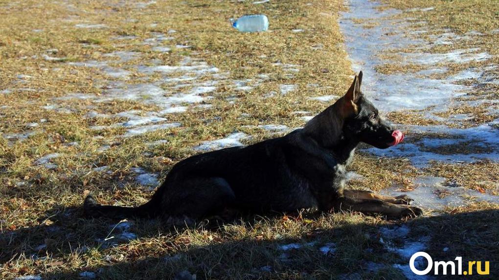 В Омской области собака помогла полицейским отыскать вора