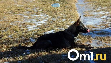 В Омской области собака помогла полицейским отыскать вора