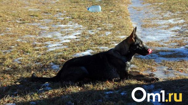 В Омской области собака помогла полицейским отыскать вора