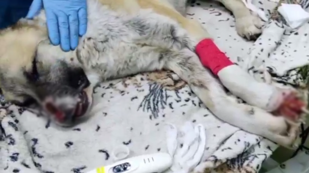 Исхудавшего пса без носа спасают волонтёры в Новосибирске