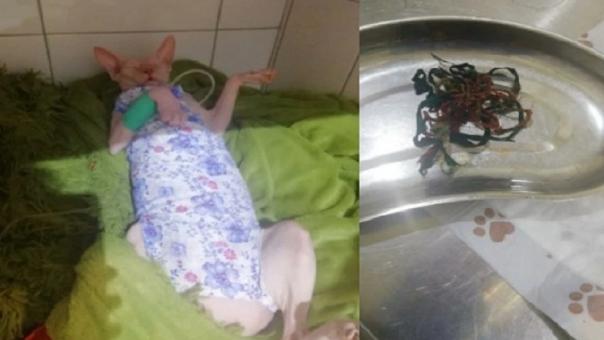 Опасный клубок в желудке: ветеринары спасли кота от смерти в Новосибирске