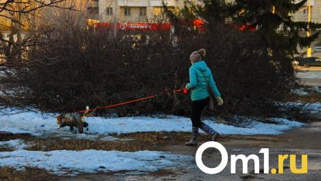 Омич засудил клинику, которая оставила его любимца без лапы