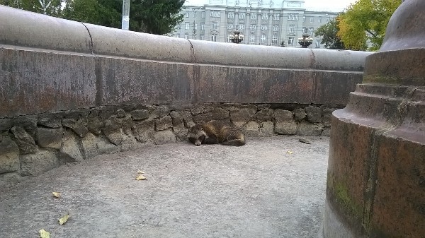 Омичи нашли в городском фонтане енотовидную собаку