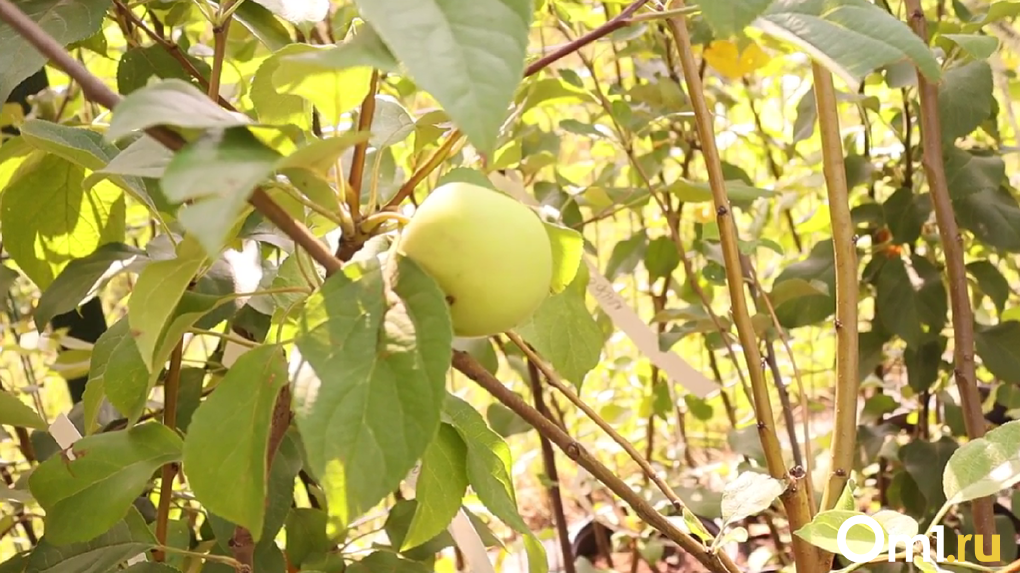 Новосибирцам раскрыли секрет богатого урожая яблок, сливы и груши