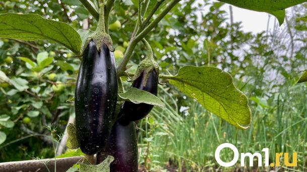 Агроном рассказал омичам, как правильно подготовить дачу для посадок