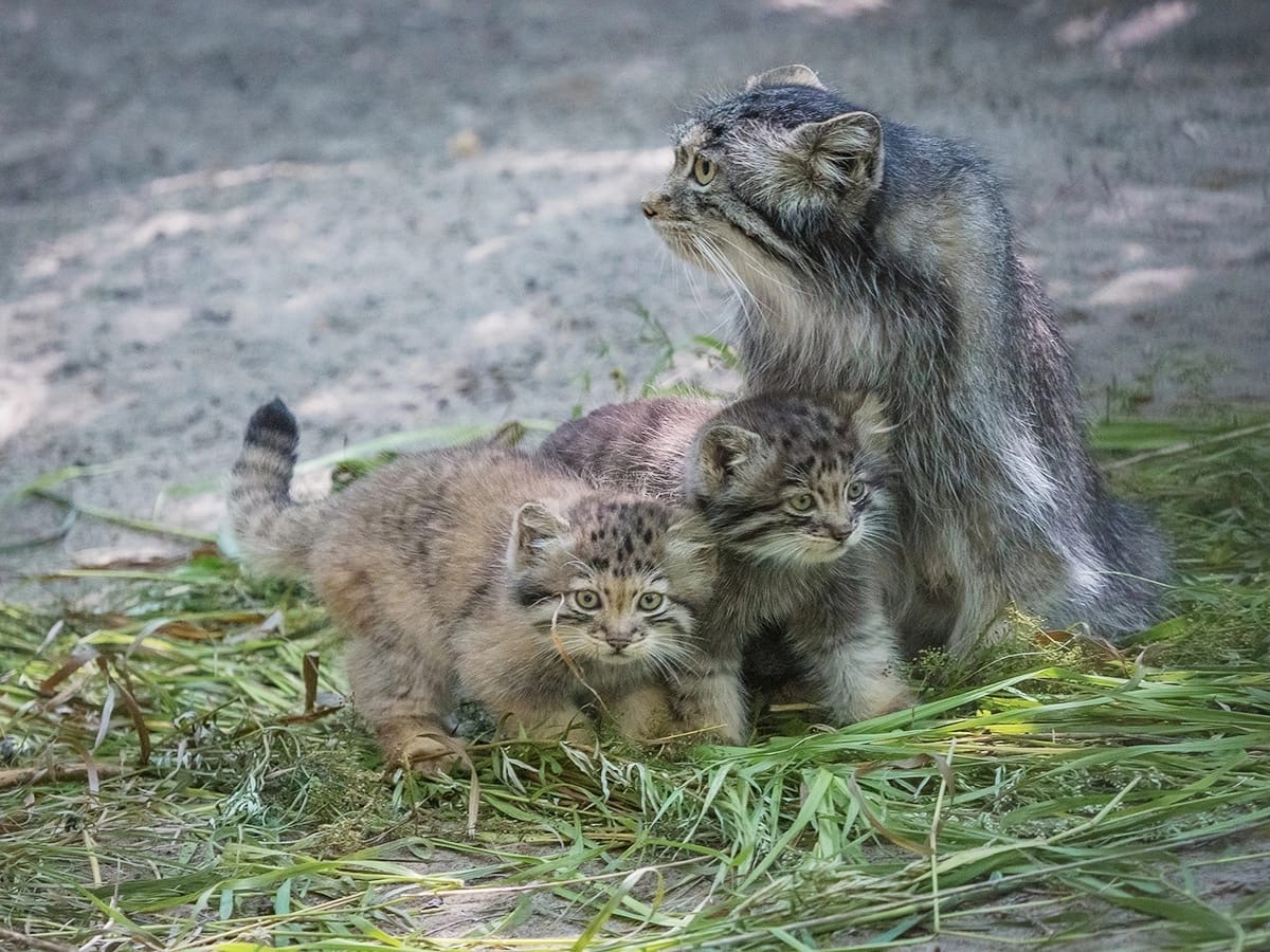 кот в зоопарке манул