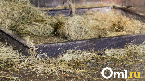 Омская доярка зарезала скотника, который забыл покормить животных