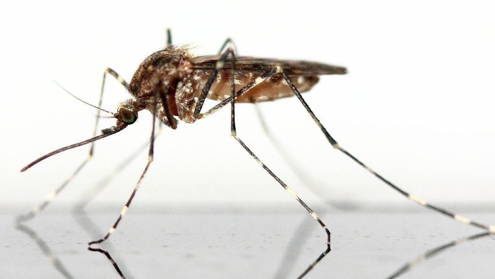 Учёные предрекли гибель комаров в Новосибирске из-за тёплой зимы