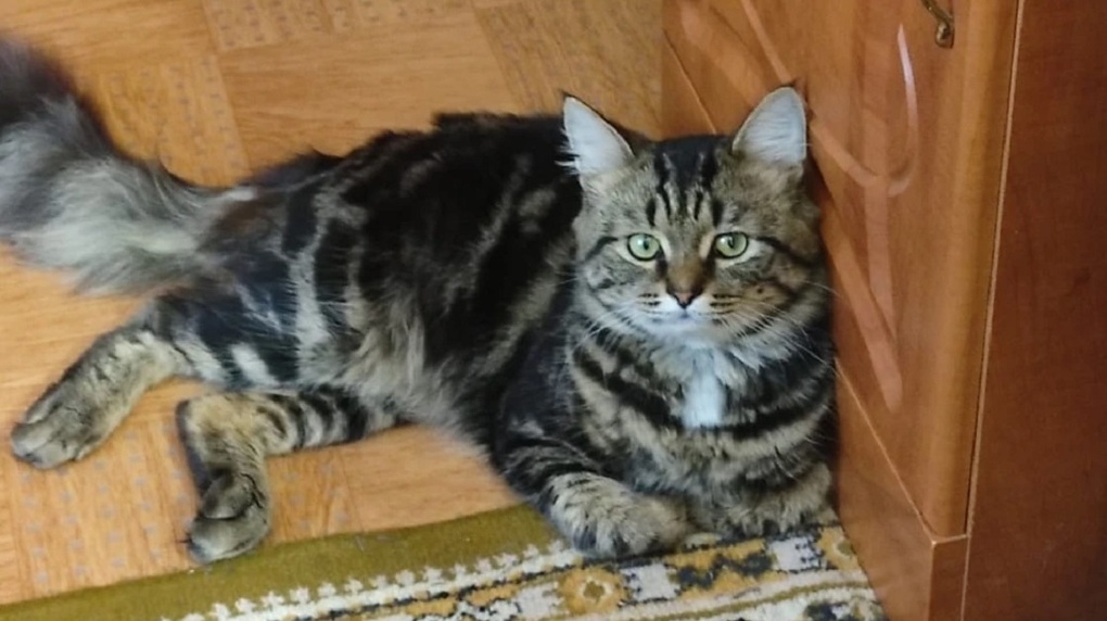 «Облили пивом и задушили»: живодёры жестоко убили кота в Новосибирске