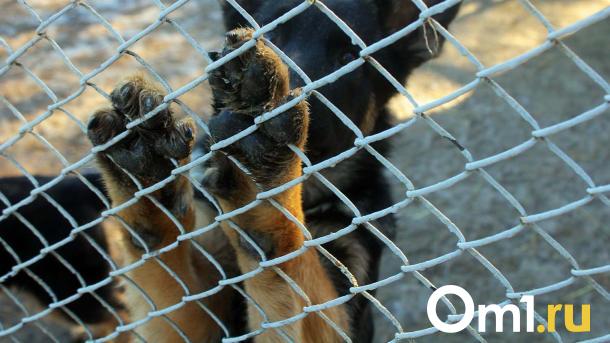В Омском приюте спасают семью истощённых далматинцев