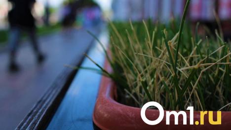 «Вид газона должен остановить водителя»: власти ответили, будут ли в Новосибирске ограждать газоны