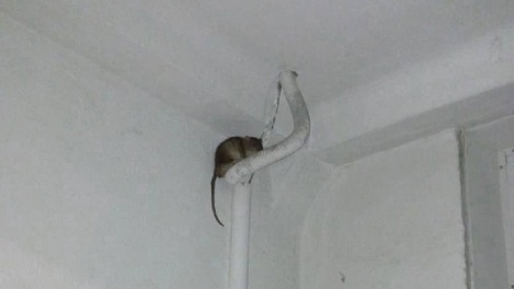 Атакуют жителей! Огромные крысы заполонили подъезд в Новосибирске