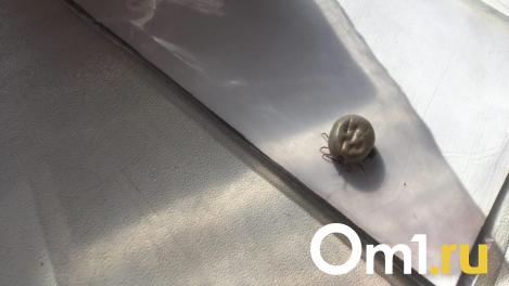 Новосибирцев предупреждают об активизации клещей и раннем начале сезона