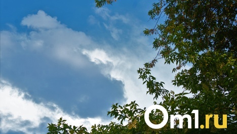 Леса, которым миллион лет. В Омской области появится новая особо охраняемая территория