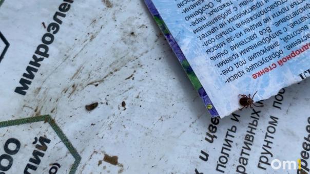 Новосибирцам рассказали, как защитить себя от клещевого энцефалита и боррелиоза