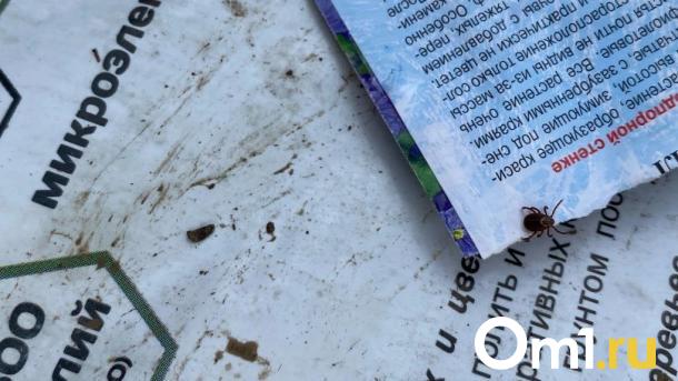 Новосибирцам рассказали, как защитить себя от клещевого энцефалита и боррелиоза