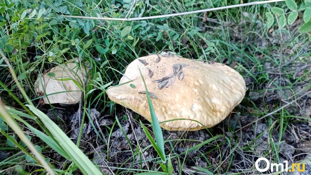 В лесу под Омском заблудился 70-летний пенсионер, который ушёл за грибами