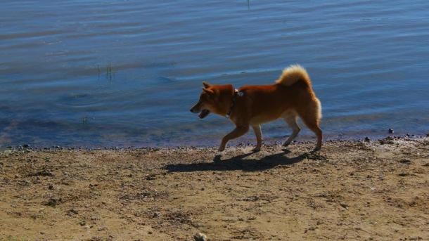 К берегу пляжа Академгородка принесло мёртвого мужчину с борсеткой
