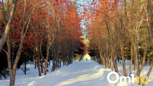 Муниципальный питомник УДХБ работает всего на 15 %