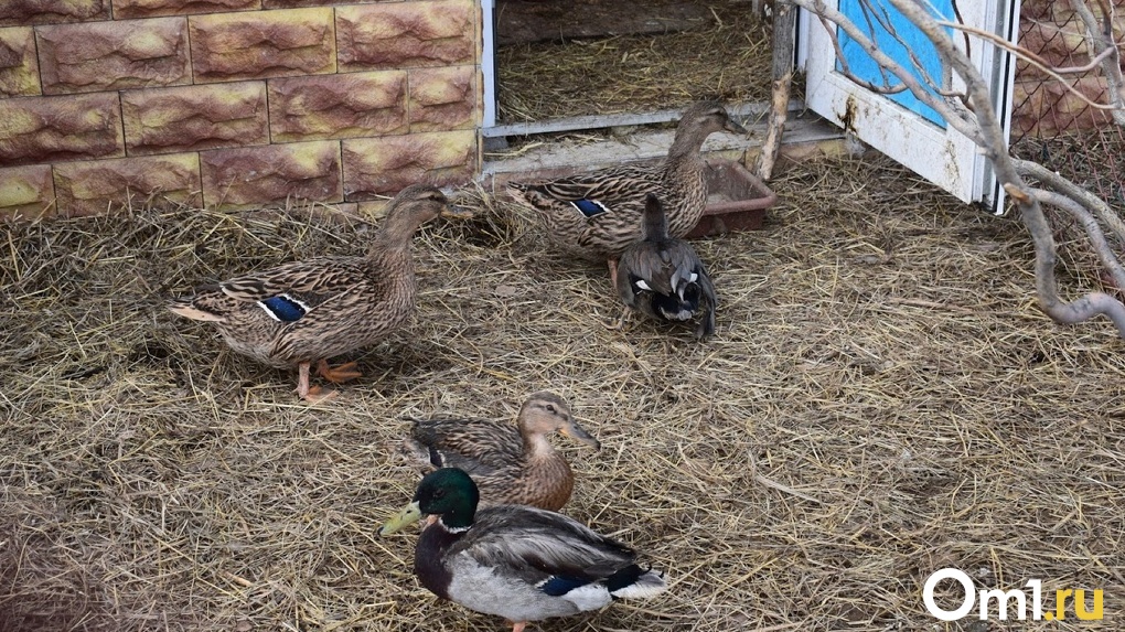 В Омске из-за птичьего гриппа резко сократилось поголовье птиц