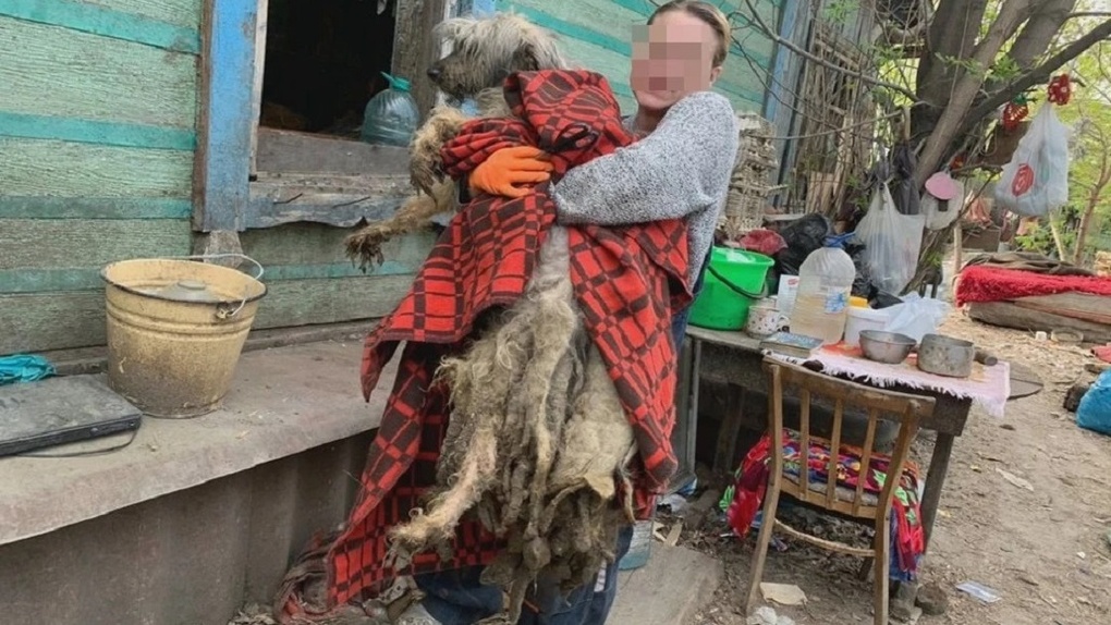 Трупный запах и псы в фекалиях: концлагерь для собак в доме организовала жительница Бердска. ФОТО