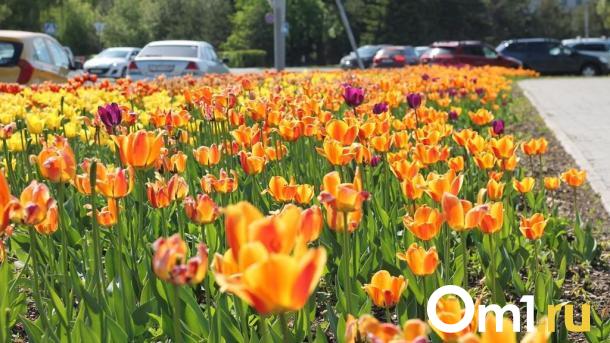 На омских улицах высадят 170 тысяч цветов за 3,8 миллиона
