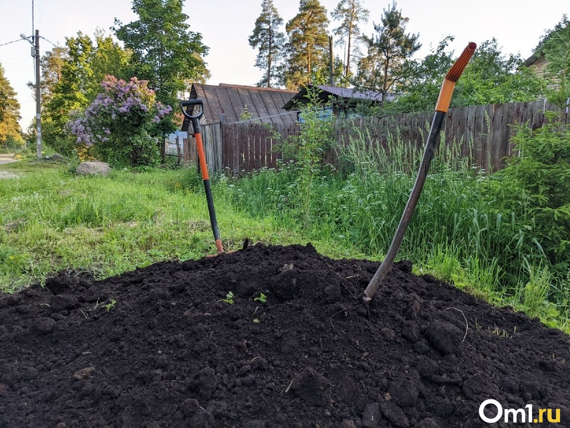 Как купить дачу в Омской области и не пожалеть о выборе? Пошаговая  инструкция | 16.05.2023 | Омск - БезФормата