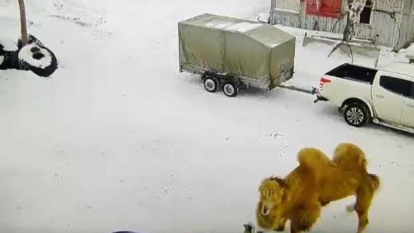 Убившего сторожа в Омской области верблюда зарезали и сожгли