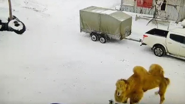 Убившего сторожа в Омской области верблюда зарезали и сожгли