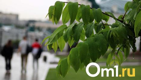 Сильный ветер и дождь: что приготовила погода Омску 12 августа?