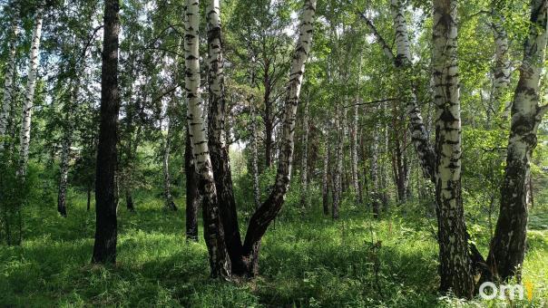 Эколог рассказал, сколько занимает восстановление леса после пожара