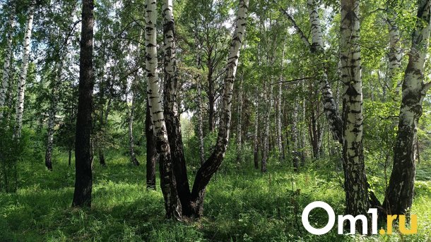 Эколог рассказал, сколько занимает восстановление леса после пожара