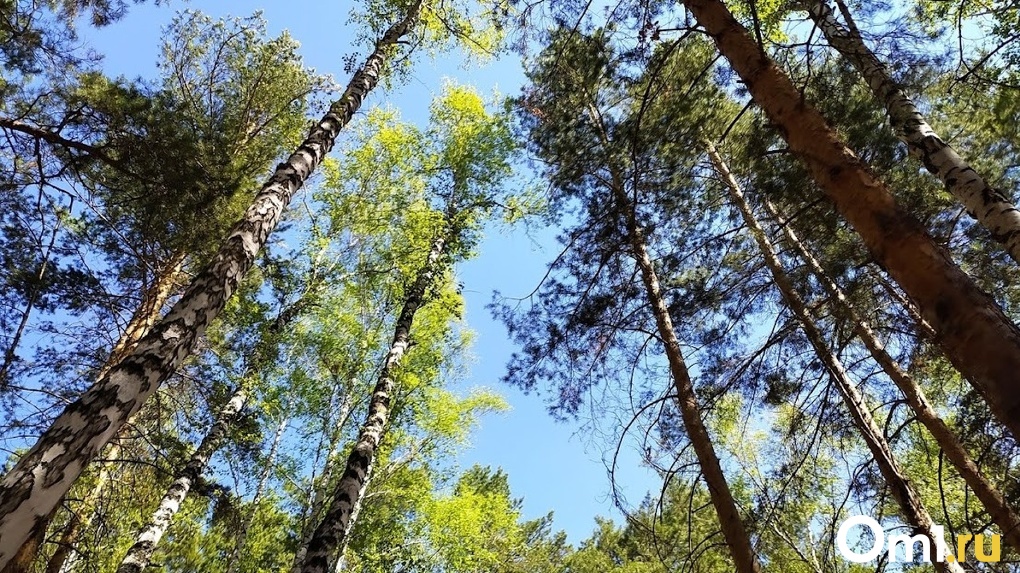 В Омской области вынесли приговор «чёрному лесорубу» за массовые вырубки деревьев