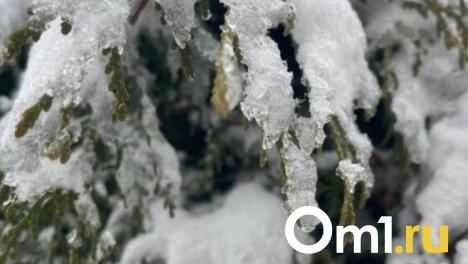 По примеру соседей. До Омска дошла мода на «членовиков»