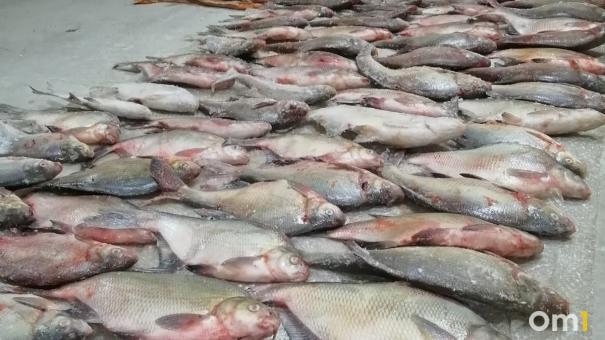 Виновниками гибели рыбы в омском озере займётся прокуратура