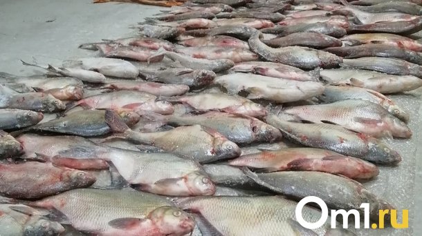 Виновниками гибели рыбы в омском озере займётся прокуратура