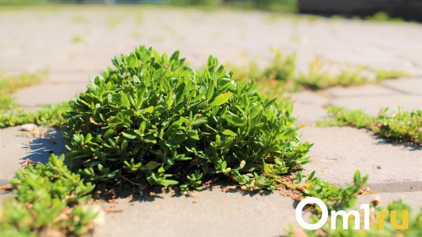 На Красном проспекте в Новосибирске высадят 812 деревьев и кустарников