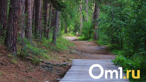 Омичи ящиками выносят из леса вкусную и полезную ягоду. Где её найти?